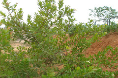 Syzygium caryophyllatum